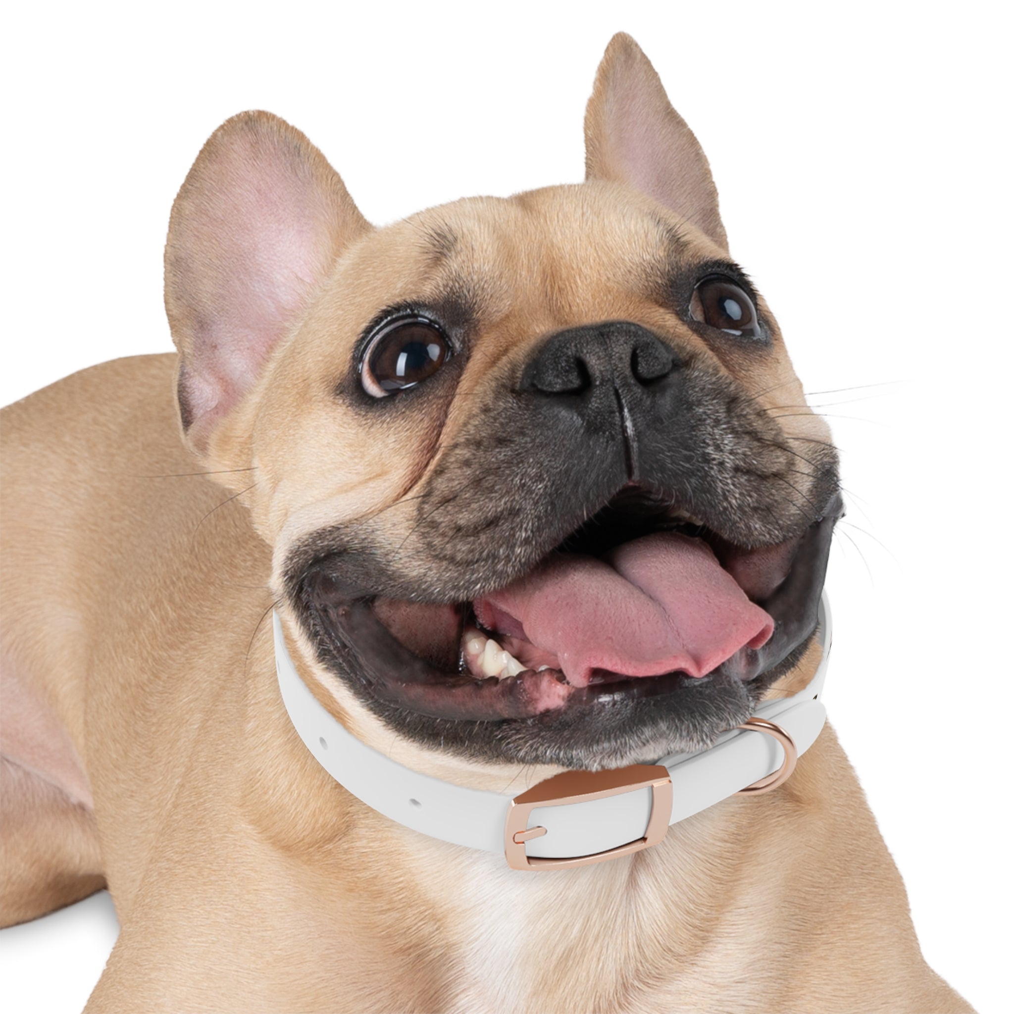 Movie Pugs Dog Collar – Funny Film-Inspired Pet Accessory for Pug Lovers