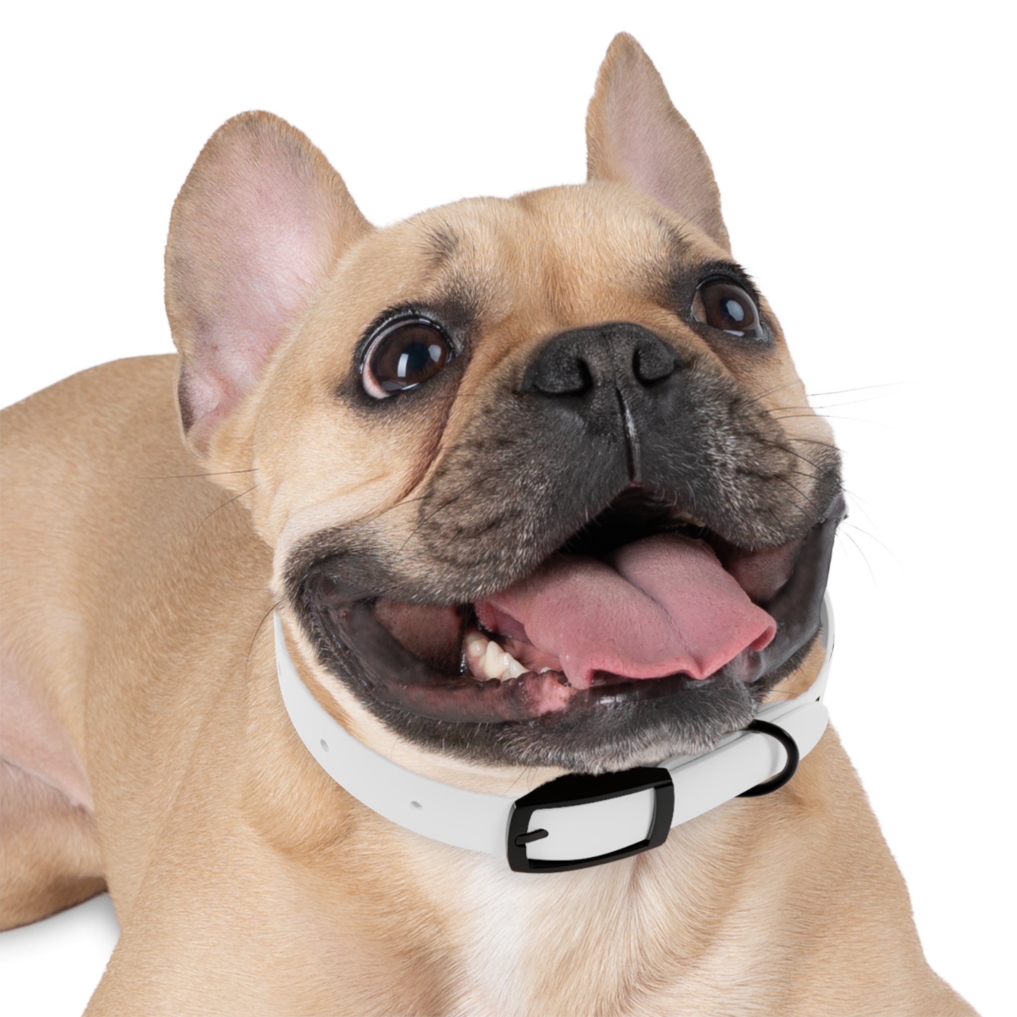 Movie Pugs Dog Collar – Funny Film-Inspired Pet Accessory for Pug Lovers