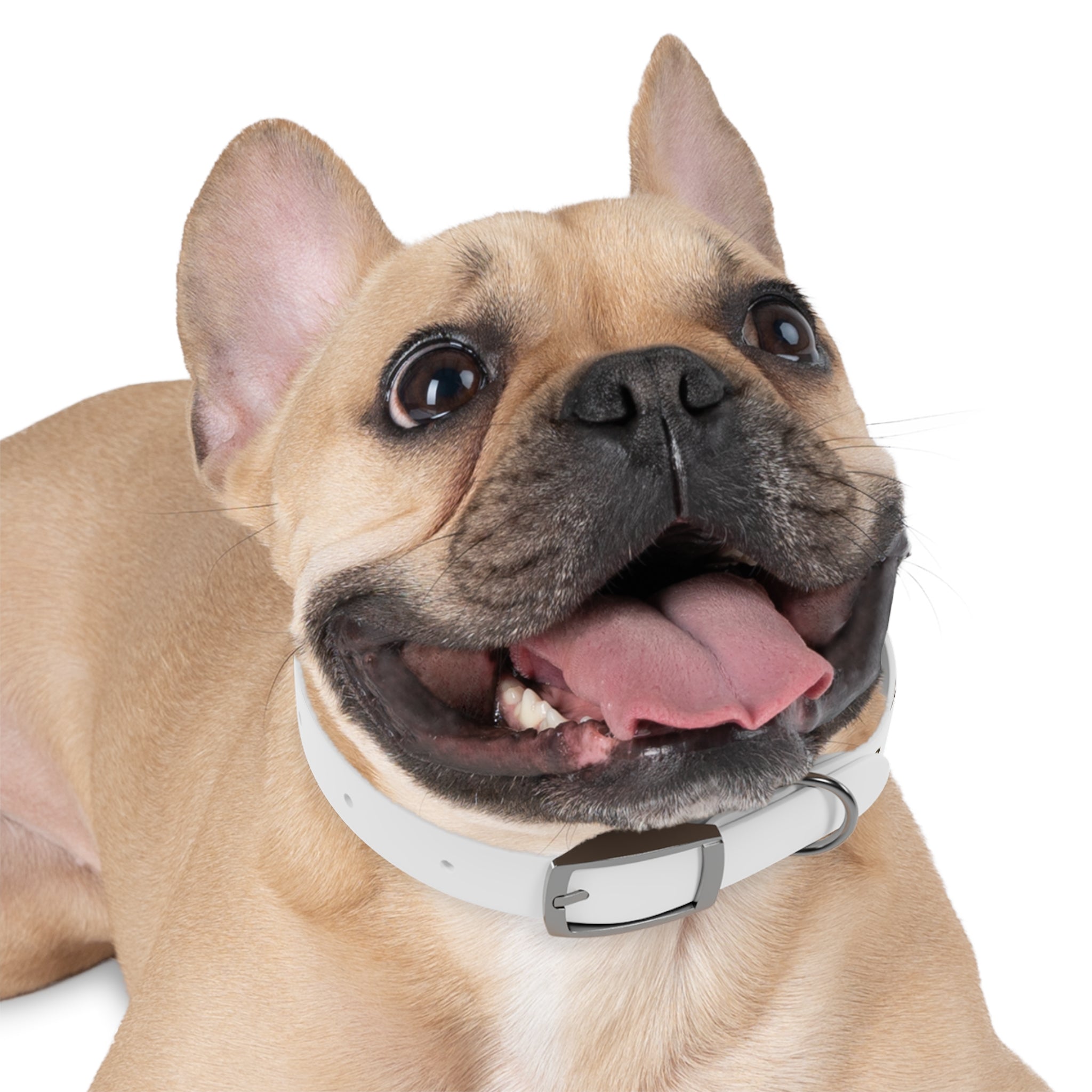 Movie Pugs Dog Collar – Funny Film-Inspired Pet Accessory for Pug Lovers