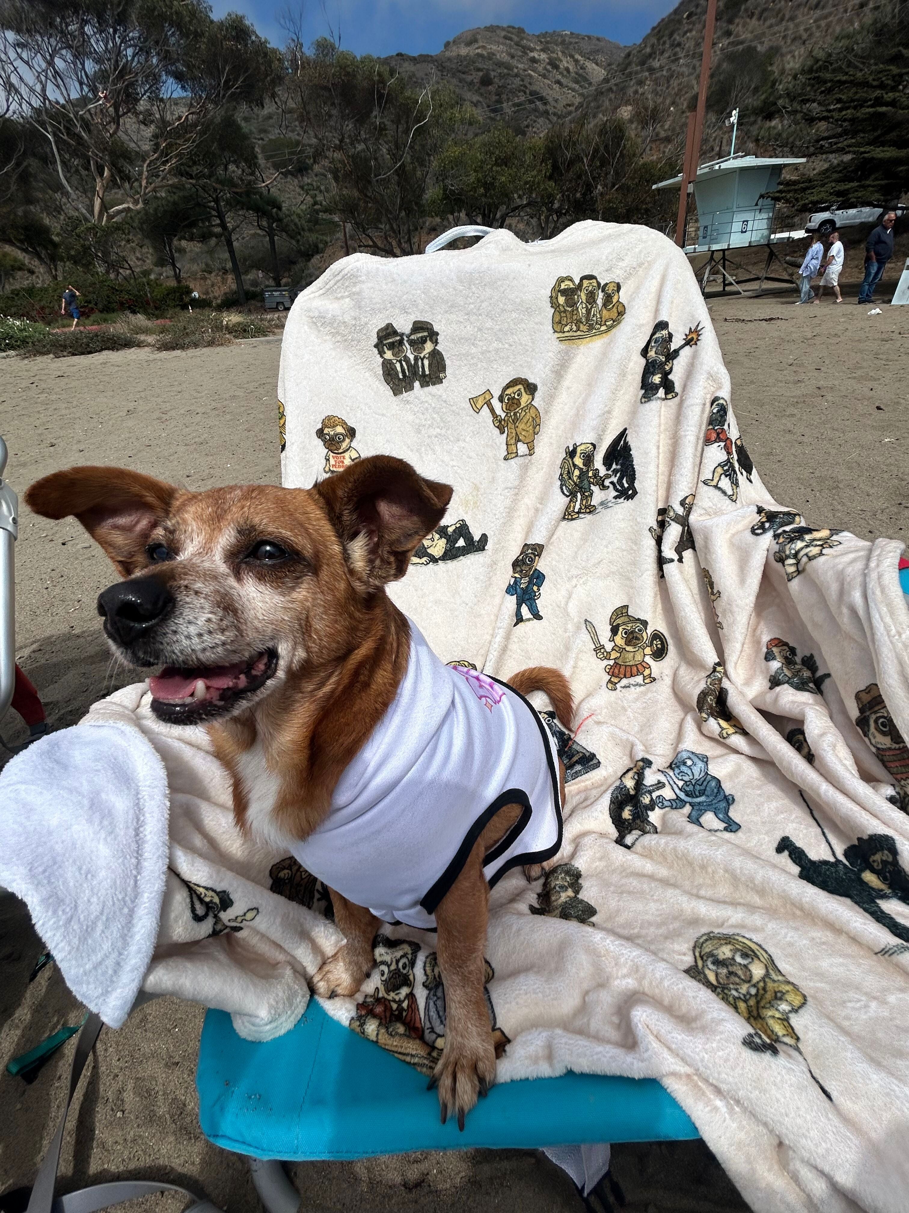 Movie Pugs Blanket – Hilarious Blanket for Dog Lovers and Cinema Fans